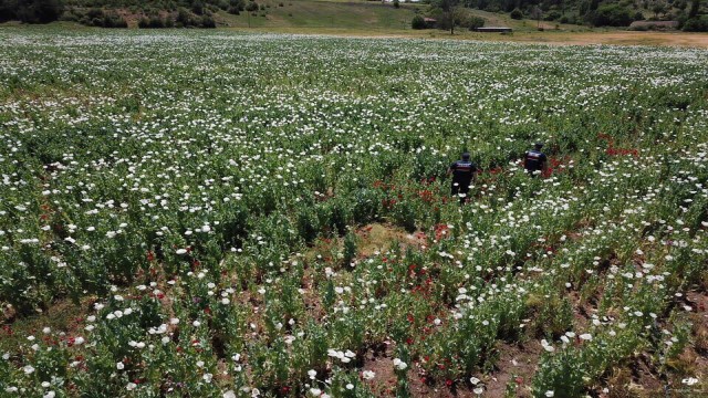 31 dönüm araziye 632 bin 500 kök haşhaş ekmişler