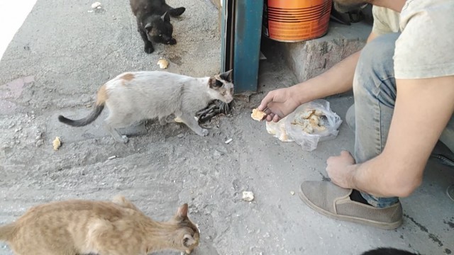 Aç kalan kedileri vatandaşlar elleriyle besledi