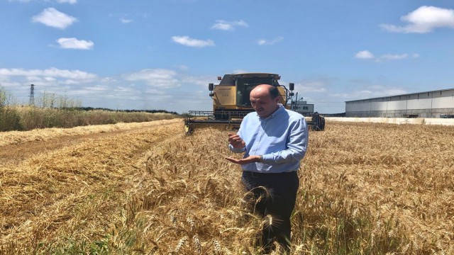 Adanada buğdayda 778 bin ton rekolte bekleniyor