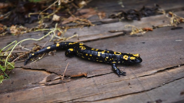 Adanada nesli tehdit altında olan sarı benekli semender görüntülendi