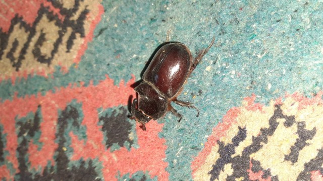 Adıyamanda gergedan böceği görüldü