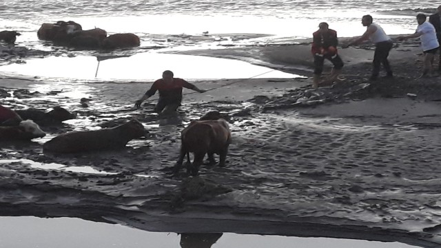 Ağrıda bataklığa saplanan inekleri itfaiye kurtardı