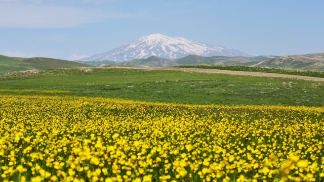 Ahlatta renk cümbüşü
