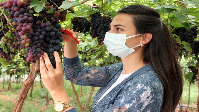 Akdenizin siyah incisi yüzleri güldürüyor