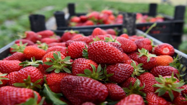 Aksu ilçesinde yıllık 600 ton çilek üretiliyor