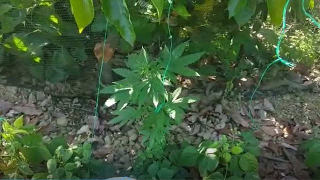 Alanyada fasulye serasına uyuşturucu baskını