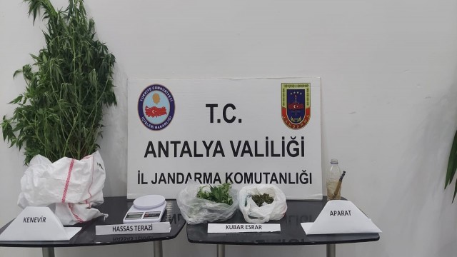 Alanyada jandarmadan kenevir operasyonu