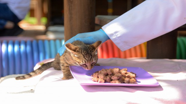 Alanyada kısıtlama boyunca sokak hayvanlarına özel ilgi