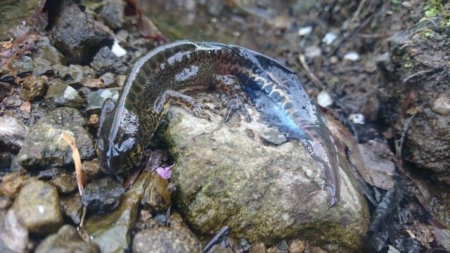 Alaplıda nesli tükenmekte olan Kafkas semenderi görüntülendi