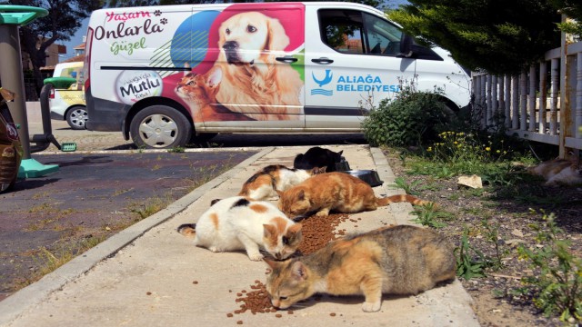 Aliağada sevimli dostlara mama ve su desteği