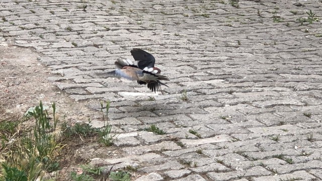 Amasyada kumruların kavgası kameraya yansıdı