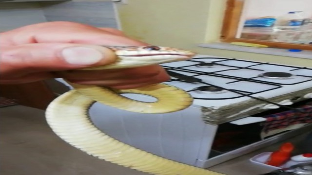 Amasyada mutfağa giren yılanı itfaiye ekibi çıkardı