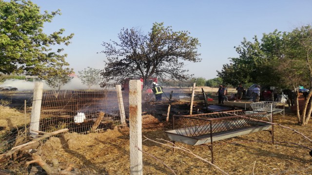 Anız yangını 2 küçükbaş hayvan telef etti