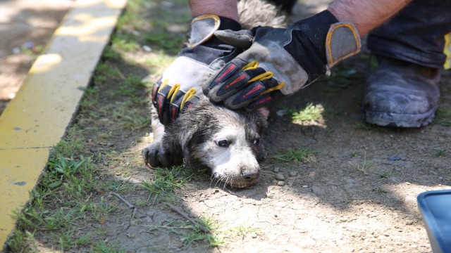 Anne köpek uyardı, Kocaeli itfaiyesi kurtardı