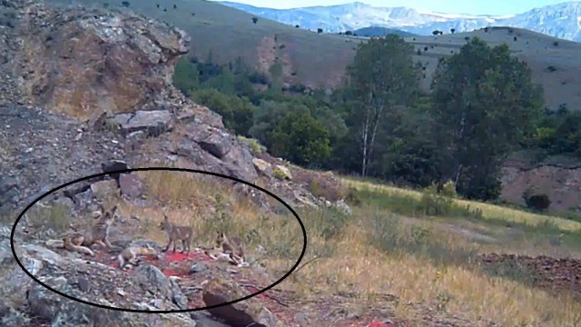 Anne tilki ve 4 yavrusu fotokapanla görüntülendi