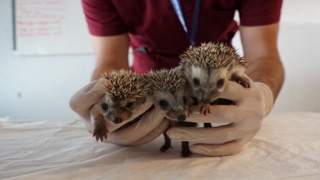 Annesiz kalan 3 yavru kirpi, koruma altına alındı