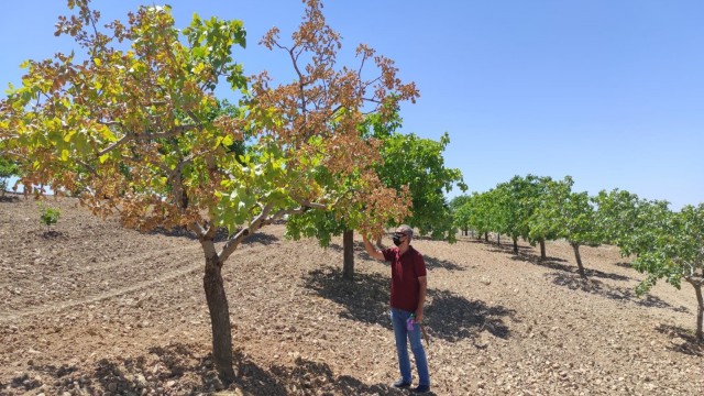 Antepfıstığında hastalık tehdidi