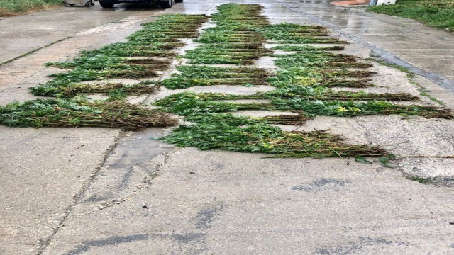 Apartman etrafında yetişenleri yabani ot sandılar, Hint keneviri çıktı