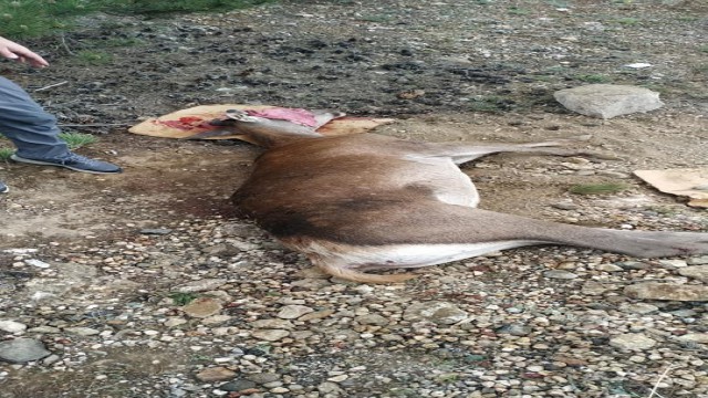 Araç çarpan yaralı kızıl geyik tedavi altına alındı