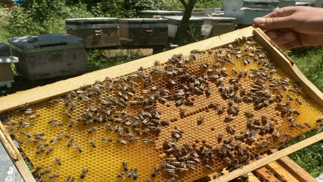 Arı üreticilerini bekleyen tehlike