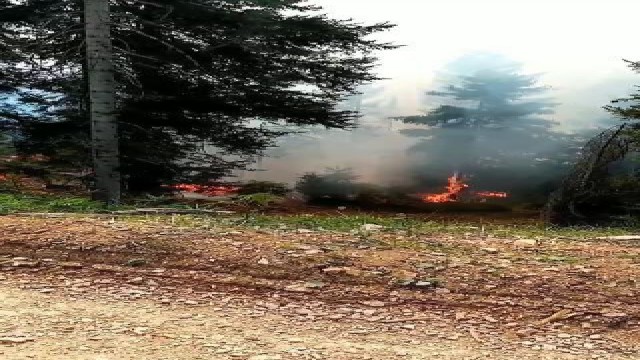 Artvinde orman yangını
