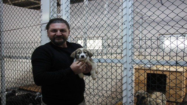 Artvinde sokak köpeği tek seferde 14 yavru doğurdu