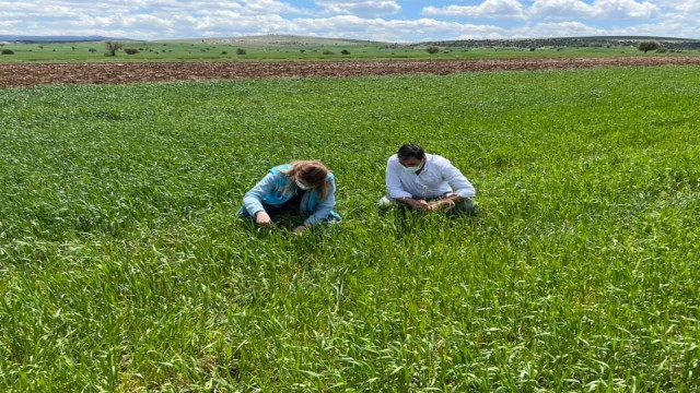 Aslanapada ekili alalarda fonolojik gözlem çalışmaları