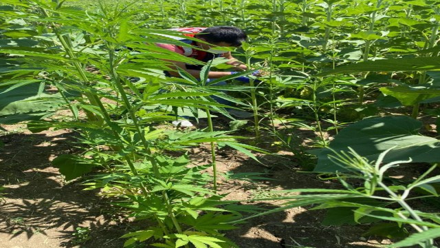 Ayçiçeği tarlasında 150 kök kenevir bitkisi ele geçirildi