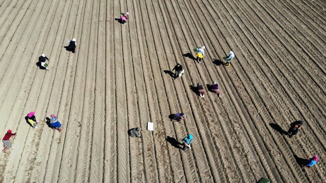 Aydında buğday ve ayçiçeği ekimleri arttı