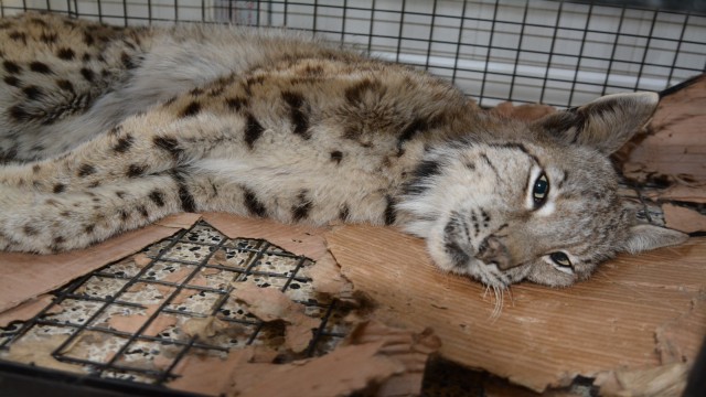 Ayının saldırısına uğrayan vaşak tedavi altına alındı