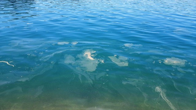 Ayvalıkta deniz salyası alarmı