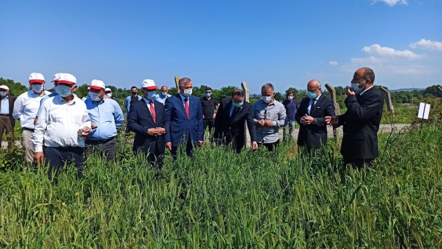 Bafrada Fiğ Yetiştiriciliği Tarla Günü