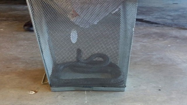 Bahçede görülen yılanı itfaiye yakaladı