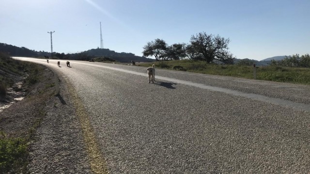 Bakıma muhtaç 17 köpeği ölüme terk eden belediyeye ceza