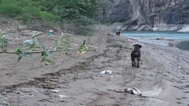 Balık tutmak için indiği baraj gölü kıyısında ayı saldırısından köpeği sayesinde kurtuldu