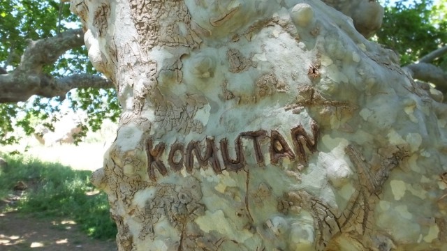 Balıkesirde 500 yıllık koca çınar ilgi bekliyor