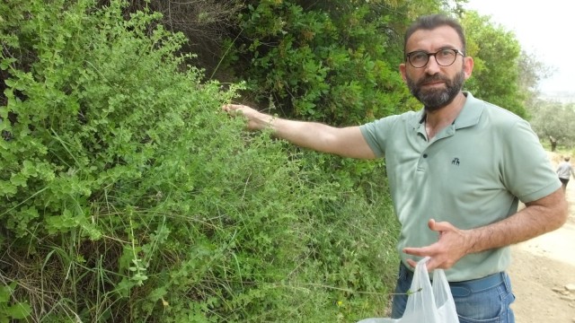 Balıkesirde kekik hasadına başlandı