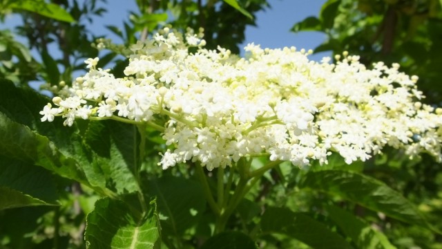 Balıkesirde üretilen kara mürver şifa kaynağı