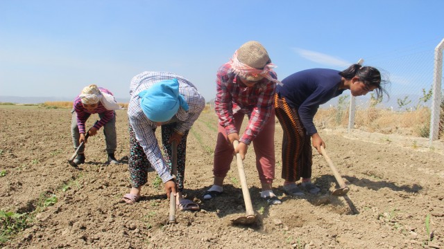 Bamya çapası başladı, üreticiler umutlu