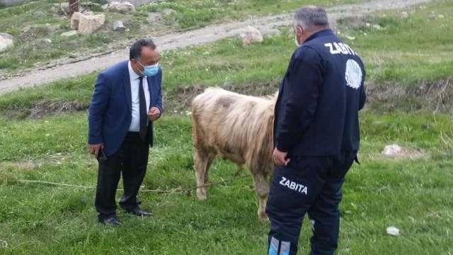 Başıboş bırakılan hayvanların sahiplerine idari ceza