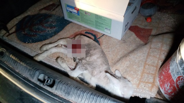 Başıboş köpekler 2 kuzuyu telef etti