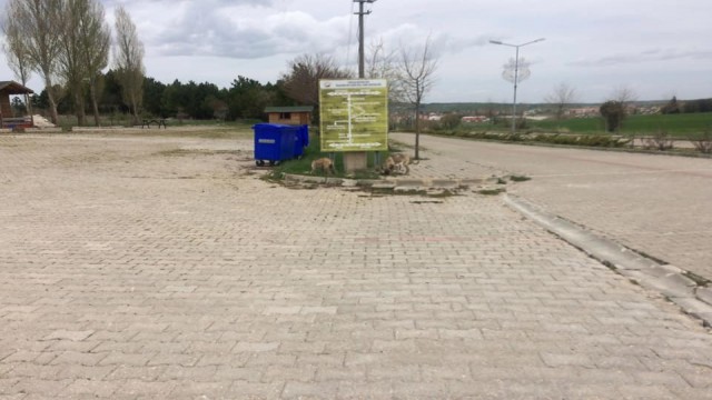 Başkan Akağaç: Sokak hayvanları için kapınızın önüne bir kap su bırakın