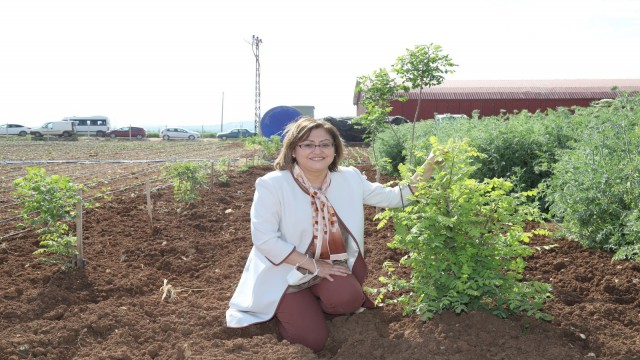 Başkan Şahin Oğuzelinde tarıma verilen destekleri yerinde gördü