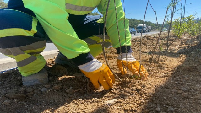 Başkentte peyzaj çalışmaları hız kesmeden devam ediyor
