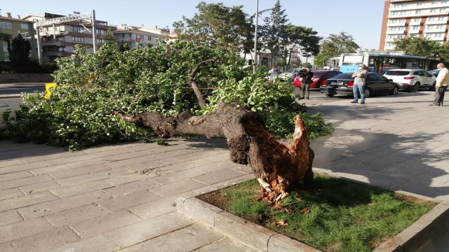 Başkentte sert esen rüzgardan dolayı devrilen ağaç iki aracın üzerine yıkıldı