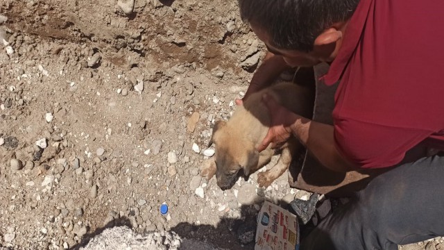 Batmanda sulama borusunda sıkışan 4 yavru köpek kurtarıldı