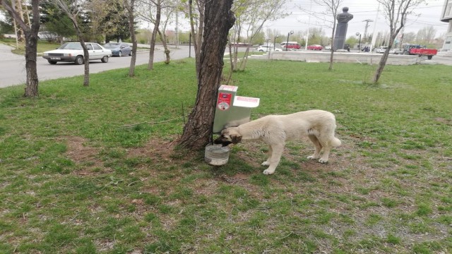 Belediye sokak köpeklerini unutmadı