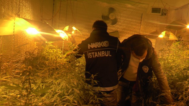 Beykozda 300 kök Hint keneviri ele geçirildi