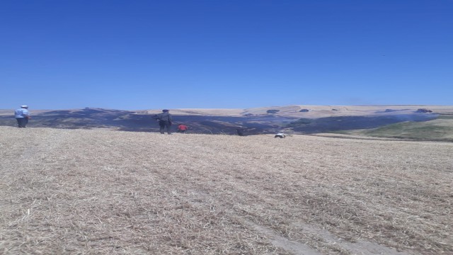 Biçerdöverden sıçrayan kıvılcım 200 dönümlük ekili alanı küle çevirdi