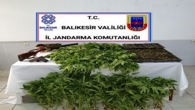 Bigadiçte jandarmadan 4 şüpheliye kenevir operasyonu